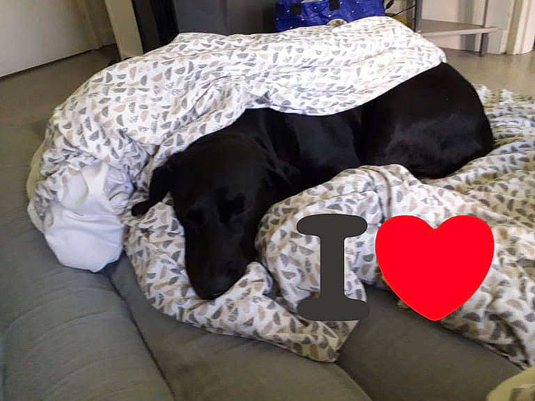 Milan participe au concours pour gagner de l'argent avec cette photo : canidae, carnivore, comfort, companion_dog, dog, dog_bed, dog_breed, linens, pointer, slipcover, sporting_group