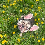 Subi is registered to the contest to win money with this photo: dog, french_bulldog, winking, outdoor, grass, dandelion, flower, greenery, pet, animal, nature, cute, playful, sunlight, spring, small_dog, portrait, one_eye_closed, ears_up, looking_up