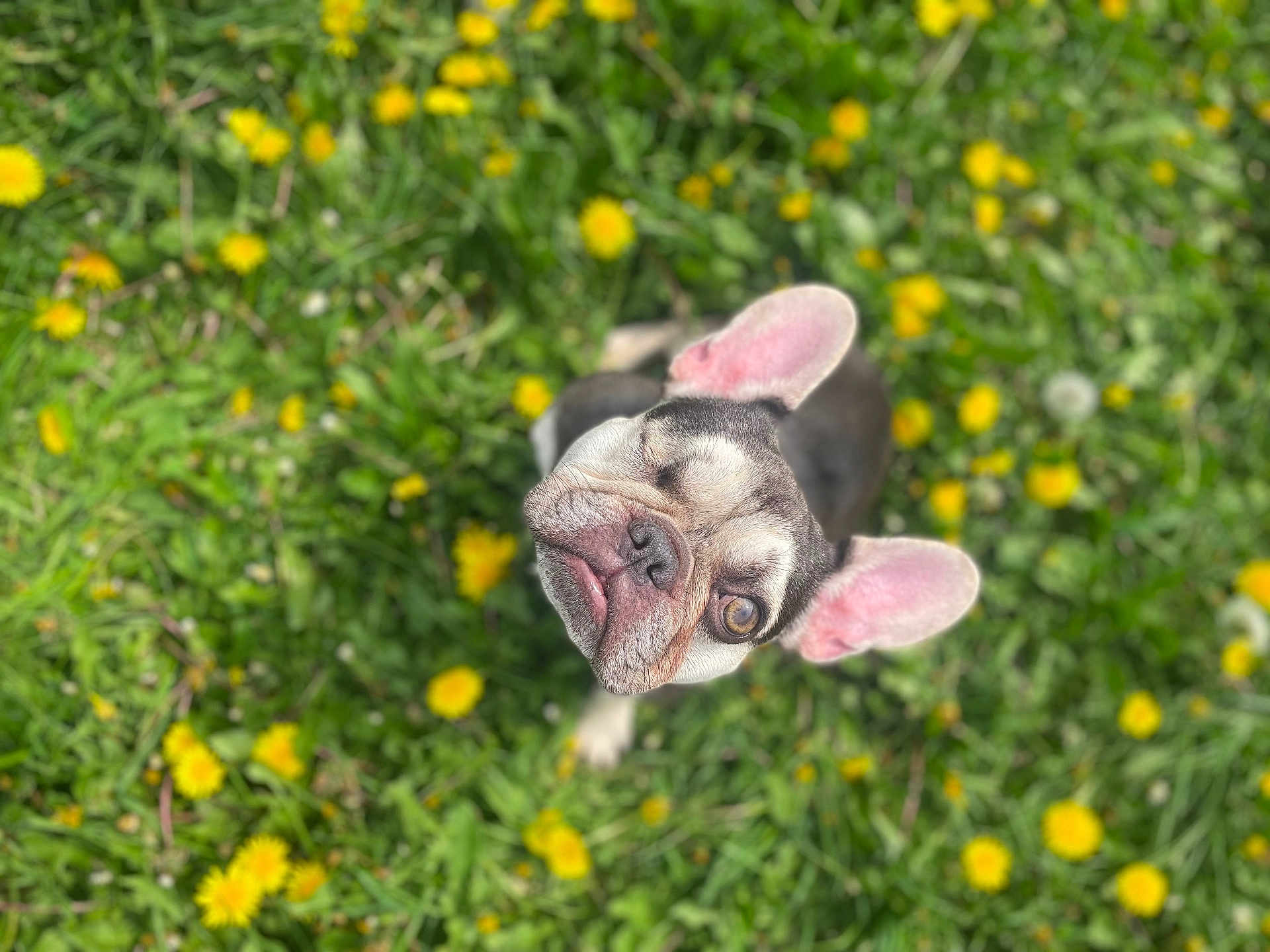 Subi is registered to the contest to win money with this photo: dog, french_bulldog, winking, outdoor, grass, dandelion, flower, greenery, pet, animal, nature, cute, playful, sunlight, spring, small_dog, portrait, one_eye_closed, ears_up, looking_up