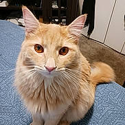 Mister is registered to the contest to win money with this photo: cat, orange_cat, fluffy, pet, animal, indoor, bed, blue_bedspread, furniture, carpet, whiskers, ears, tail, sitting, looking_at_camera, domestic_cat, cute, fur, eyes, close_up
