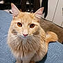 cat, orange_cat, fluffy, pet, animal, indoor, bed, blue_bedspread, furniture, carpet, whiskers, ears, tail, sitting, looking_at_camera, domestic_cat, cute, fur, eyes, close_up