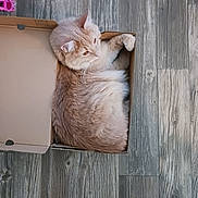 Mister joined the competition — help win amazing prizes! cardboard_box, casual, cat, cozy, curiosity, curled_up, domestic_cat, feline, floor, footwear, fur, home, indoor, looking_away, orange_cat, pet, resting, shoe, small_box, wood_floor
