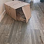 Mister is registered to the contest to win money with this photo: animal, box, brown, cardboard_box, cat, cozy, curled_up, cute, feline, flooring, hidden, home, indoor, nest, pet, quiet, relaxation, resting, sleeping, wooden_floor