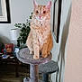 cat, cat_tree, cozy, curious, ears, eyes, floor, fur, furniture, home, indoor, lamp, orange_tabby, pet, photograph, plant, sitting, table, wall, whiskers