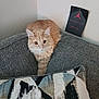 Mister is registered to the contest to win money with this photo: cat, corner, couch, cozy, curious, cushion, domestic_animal, feline, fluffy, fur, home, indoor, orange_cat, patterned_cushion, pet, relaxed, resting, sitting, tag, wall