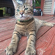 Artemis joined the competition — help win amazing prizes! animal, cat, closeup, collar, curious, deck, domestic_cat, ears, eyes, furniture, greenery, outdoor, paws, pet, porch, relaxed, resting, tabby, whiskers, wooden_floor