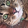 animal, cat, close_up, curious, cute, domestic_cat, face, feline, fur, green_eyes, indoor, mammal, nature, pet, portrait, resting, tabby, texture, whiskers, wooden_surface