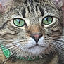Artemis joined the competition — help win amazing prizes! animal, cat, close_up, collar, cute, domestic_cat, ears, face, feline, fur, green_collar, green_eyes, nose, outdoor, pet, pet_accessory, portrait, tabby_cat, whiskers, wood_background