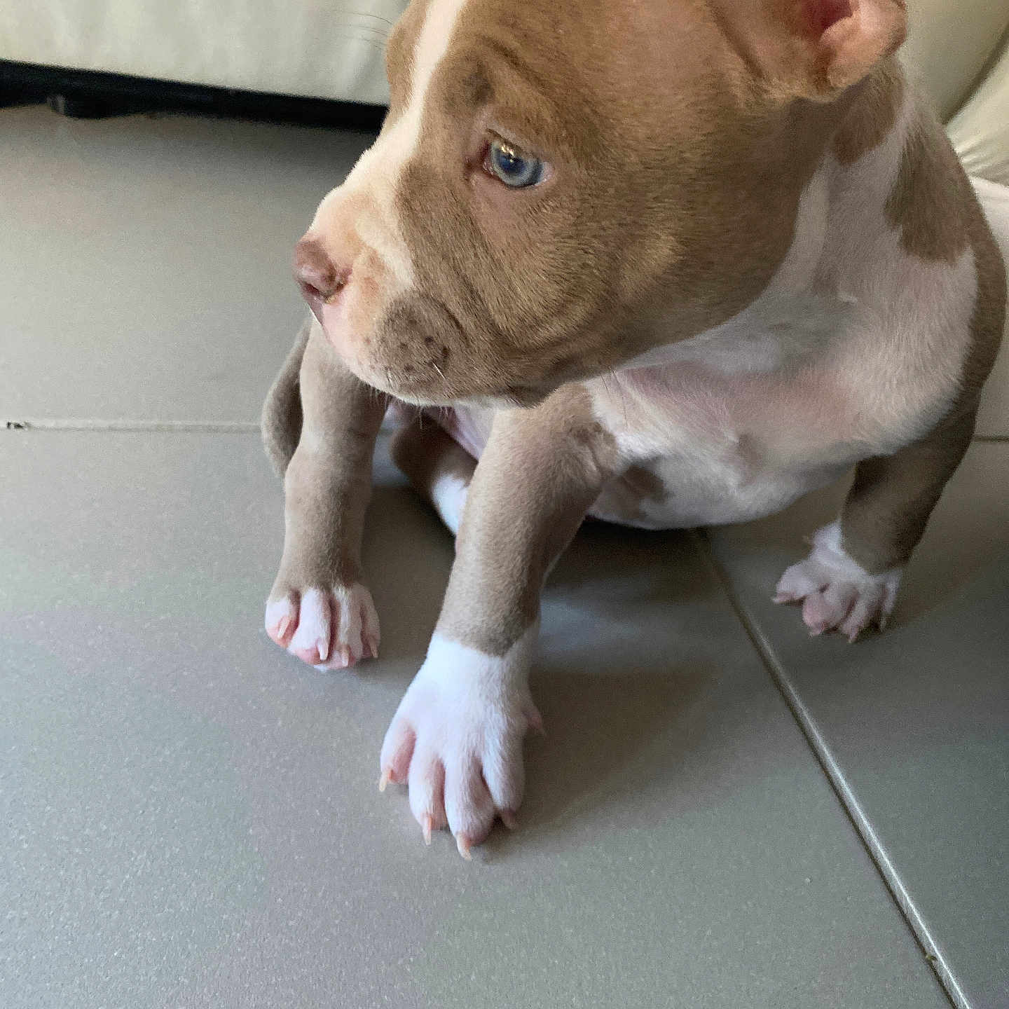 Simba participe au concours pour gagner de l'argent avec cette photo : animal, bostonbull, boxer, bulldog, canine, dog, frenchbulldog, hardwood, hound, husky, indoors, interiordesign, labradorretriever, pet, pitbull, pointer, puppy, snout, whitedog, wood