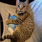 Dobby participe au concours pour gagner de l'argent avec cette photo : animal, blanket, cat, comfort, cozy, cuddling, cute, ears, feline, fur, indoor, pet, plush_toy, relaxed, striped, stuffed_animal, tabby_cat, tail, toy, whiskers