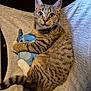 animal, blanket, cat, comfort, cozy, cuddling, cute, ears, feline, fur, indoor, pet, plush_toy, relaxed, striped, stuffed_animal, tabby_cat, tail, toy, whiskers