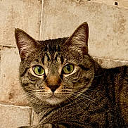 Mars is registered to the contest to win money with this photo: cat, tabby, green_eyes, feline, pet, animal, indoor, tiled_wall, resting, whiskers, close_up, fur, cute, looking, portrait, domestic_cat, paw, relaxed, mammal, house