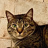 cat, tabby, green_eyes, feline, pet, animal, indoor, tiled_wall, resting, whiskers, close_up, fur, cute, looking, portrait, domestic_cat, paw, relaxed, mammal, house