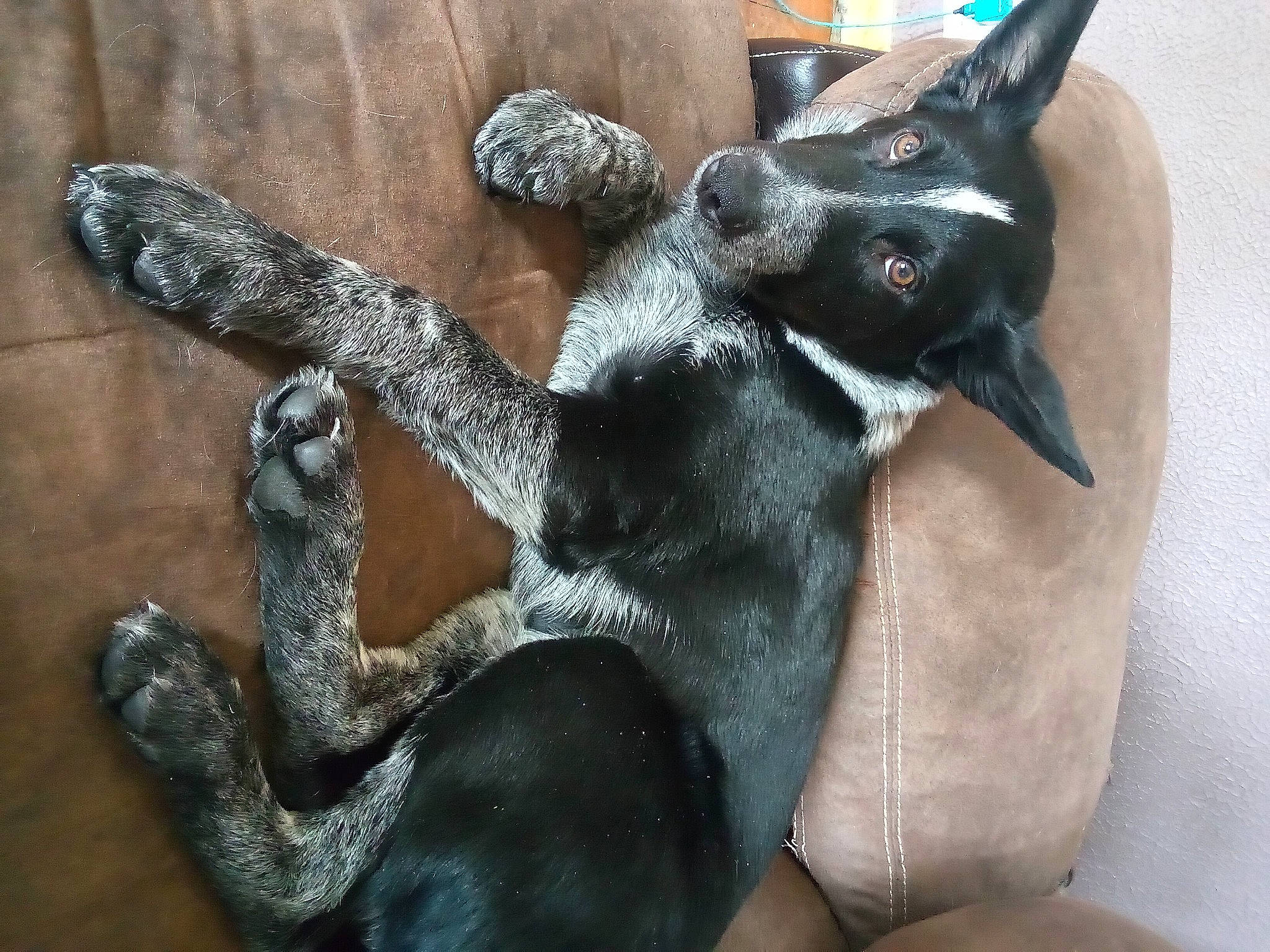 Colt is registered to the contest to win money with this photo: art, canidae, carnivore, claw, companion_dog, dog_breed, fawn, felidae, fur, gesture, grey, metal, paw, sculpture, small_to_medium_sized_cats, statue, tail, terrestrial_animal, whiskers, working_animal