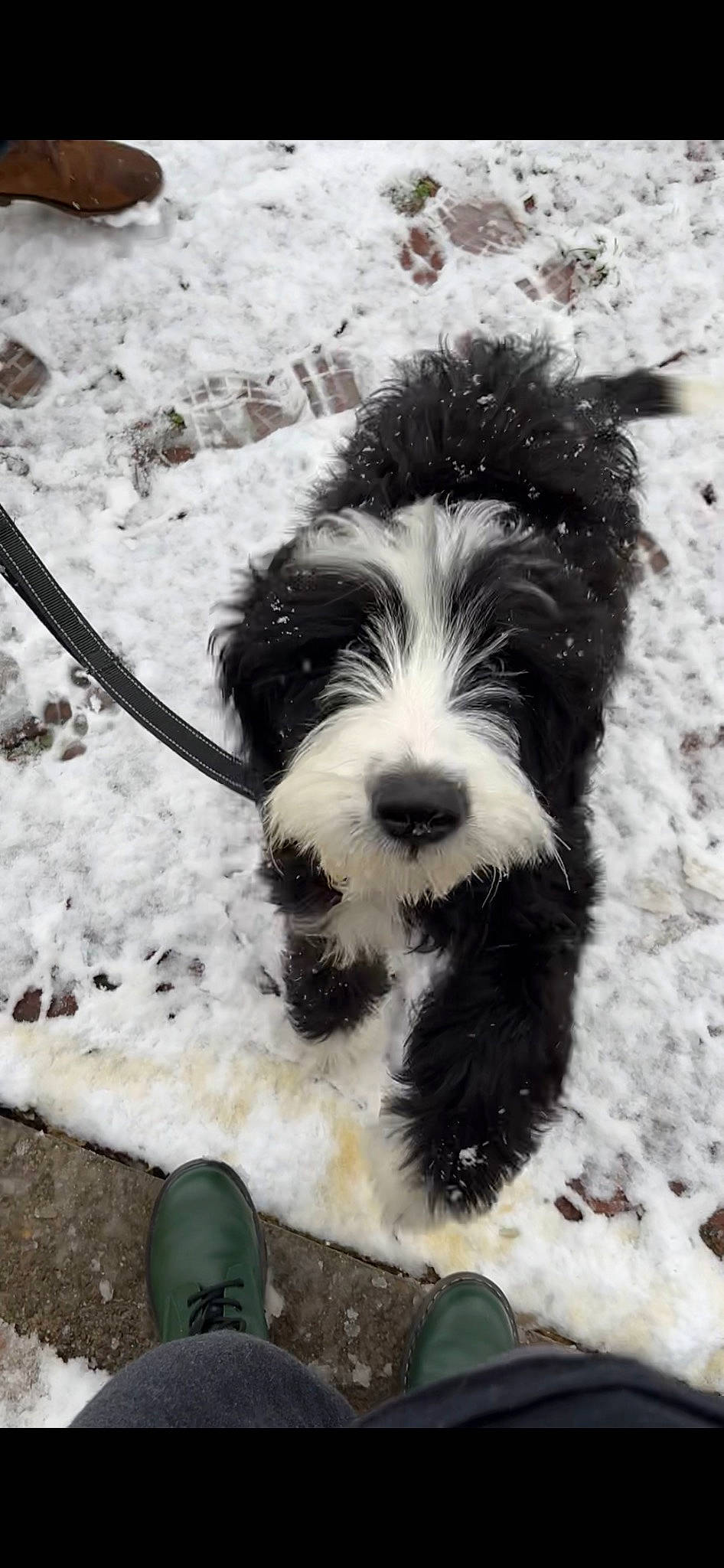 Odo joined the competition — help win amazing prizes! canidae, carnivore, companion_dog, dog, dog_breed, foot, footwear, fur, monochrome, monochrome_photography, sandal, shoe, small_terrier, snout, snow, sporting_group, terrier, toy_dog, water_dog, white