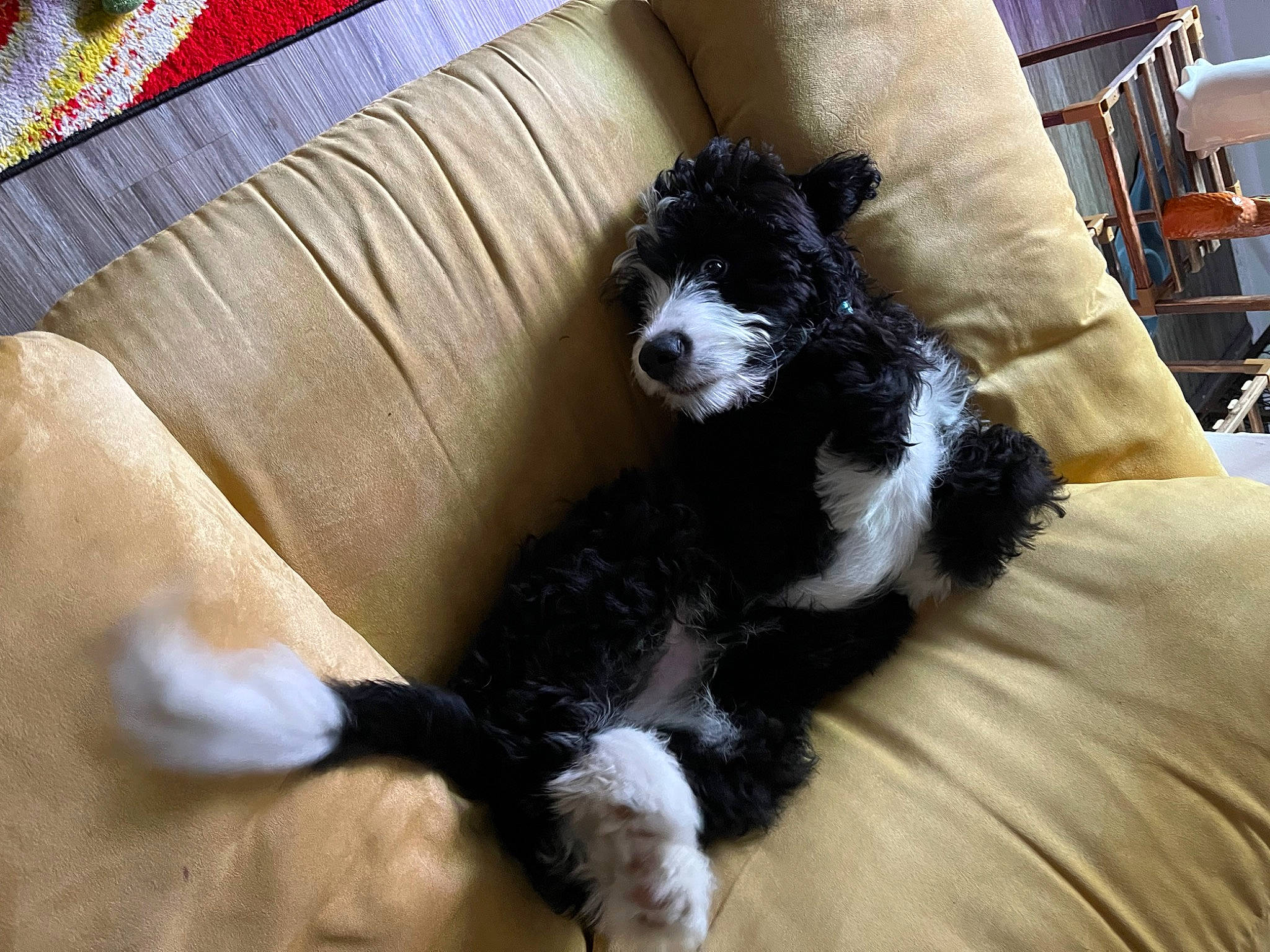 Odo joined the competition — help win amazing prizes! canidae, carnivore, chair, comfort, companion_dog, couch, dog, dog_breed, dog_supply, fur, furniture, futon_pad, herding_dog, landseer, living_room, sporting_group, studio_couch, tail, toy_dog, working_animal