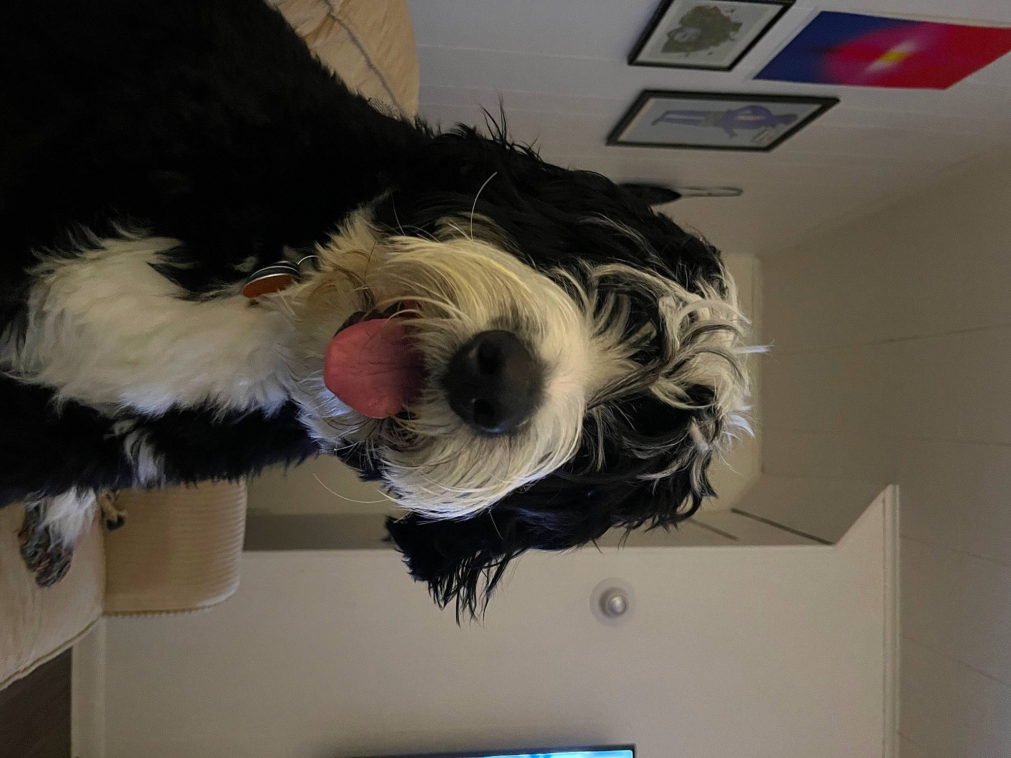 Odo is registered to the contest to win money with this photo: canidae, carnivore, companion_dog, dog, dog_breed, fur, paint, picture_frame, room, schnauzer, small_terrier, small_to_medium_sized_cats, snout, sporting_group, terrier, toy_dog, visual_arts, whiskers, working_animal