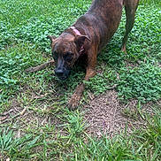 Void The Inevitable joined the competition — help win amazing prizes! dog, play_bow, brindle, grass, greenery, collar, outdoor, pet, canine, animal, nature, playful, ground, ears, four_legs, fur, muzzle, eyes, snout, tail