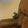 animal, armrest, brown_couch, casual, clothing, cozy, curious, dog, fabric, furniture, home, indoor, light, peeking, pet, relaxing, resting, room, wall, window