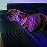 animal, black_couch, blue_light, brindle, canine, collar, couch, dog, domestic, furniture, head_resting, indoor, living_room, pet, pink_collar, purple_light, quiet, relaxed, resting, side_view