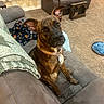 blanket, brindle, brown, carpet, collar, comfortable, couch, cozy, curious, dog, ears, floor, furniture, home, indoor, living_room, looking_up, pet, seated, toy