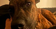 Void The Inevitable is registered to the contest to win money with this photo: dog, brindle, close_up, pet, indoor, warm_light, tattoo, human_arm, resting, animal, face, paw, fur, relaxation, companion, portrait, window, curtain, shadow, couch