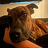 animal, brindle, close_up, companion, couch, curtain, dog, face, fur, human_arm, indoor, paw, pet, portrait, relaxation, resting, shadow, tattoo, warm_light, window
