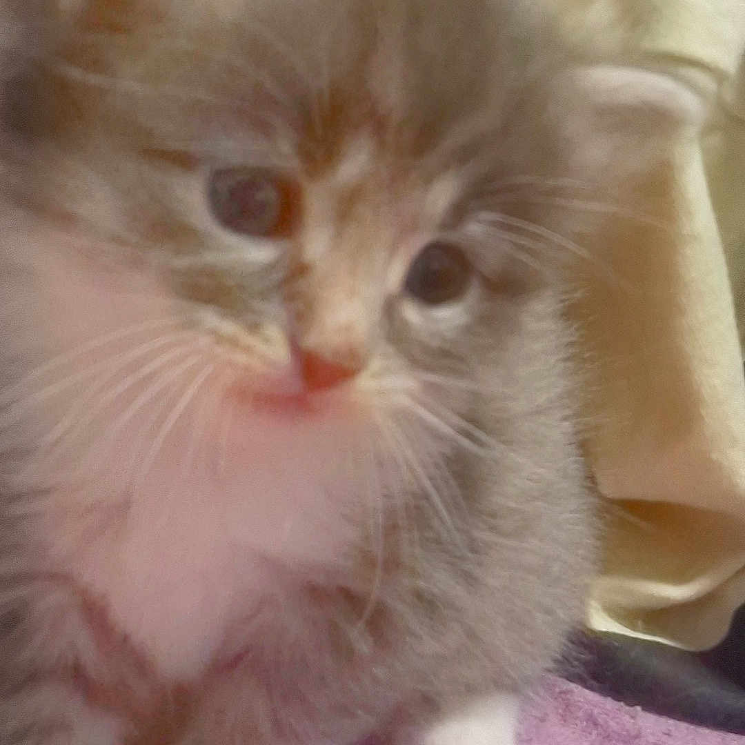 Kitty participe au concours pour gagner de l'argent avec cette photo : animal, blanket, cat, closeup, cute, domestic, face, feline, fur, gray, indoor, kitten, mammal, paws, pet, small, soft, whiskers, white, young