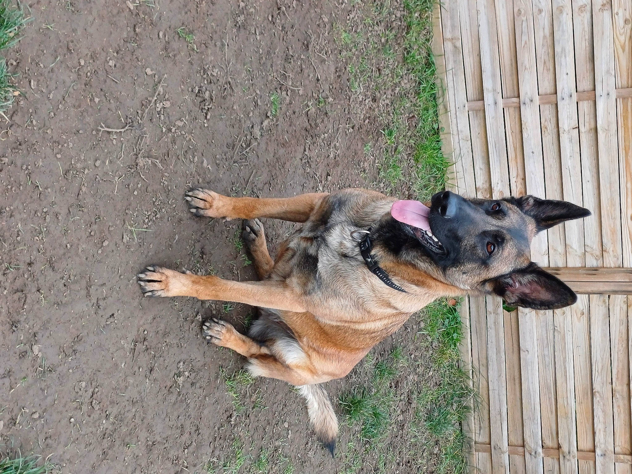 Savane a rejoint le concours — aidez-le/la à gagner de superbes lots ! canidae, carnivore, collar, companion_dog, dog, dog_breed, dog_supply, east_european_shepherd, fawn, fence, german_shepherd_dog, grass, herding_dog, old_german_shepherd_dog, plant, snout, sporting_group, tail, wood, working_animal