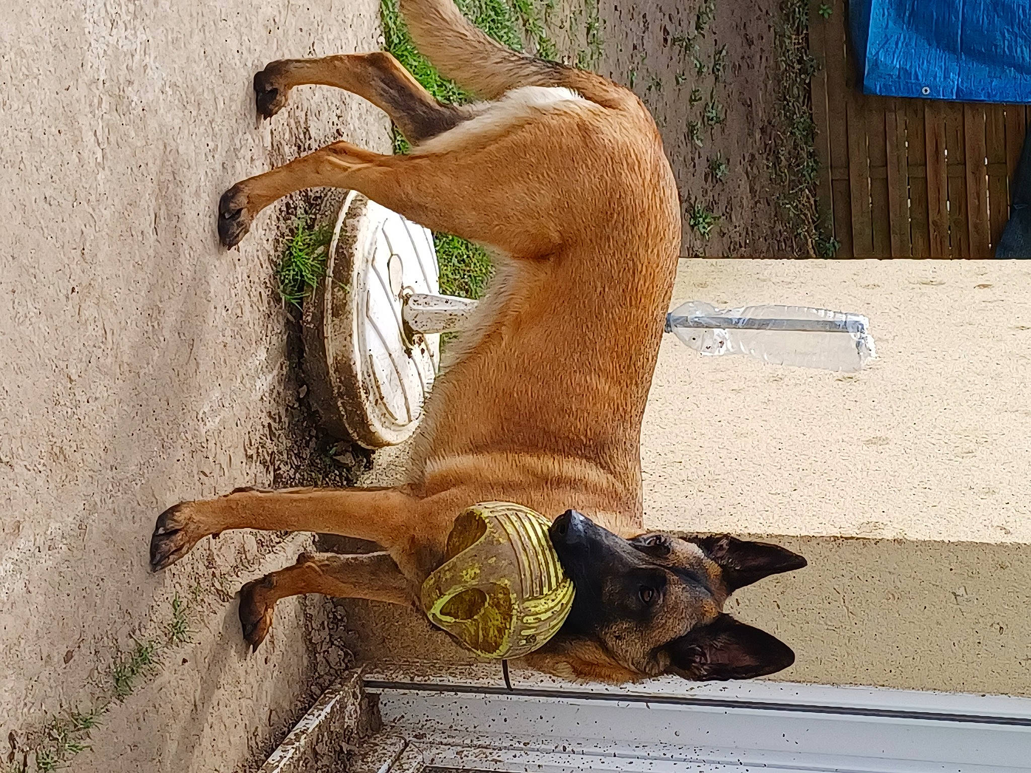 Savane a rejoint le concours — aidez-le/la à gagner de superbes lots ! art, canidae, carnivore, companion_dog, curtain, dog_breed, fawn, felidae, goat, goats, plant, small_to_medium_sized_cats, sporting_group, tail, terrestrial_animal, trunk, water, wildlife, wood, working_animal