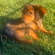 Finney joined the competition — help win amazing prizes! dog, dachshund, long_hair, brown fur, black fur, puppy, pet, canine, lying_down, grass, lawn, outdoor, backyard, sunlight, shadow, fence, garden, animal, relaxed, portrait