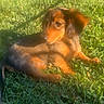 dog, dachshund, long_hair, brown fur, black fur, puppy, pet, canine, lying_down, grass, lawn, outdoor, backyard, sunlight, shadow, fence, garden, animal, relaxed, portrait