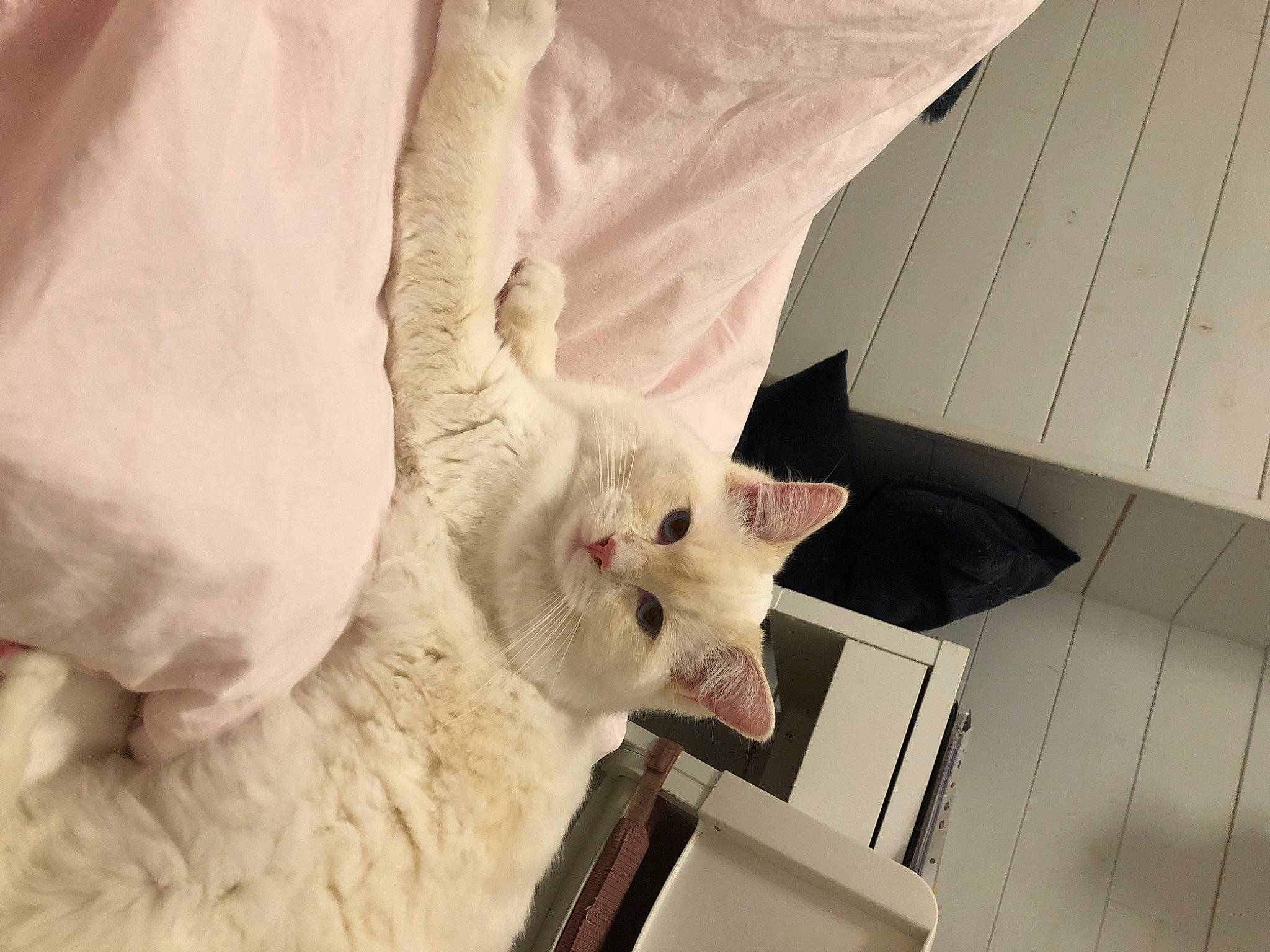 Saperlipopet a rejoint le concours — aidez-le/la à gagner de superbes lots ! carnivore, cat, comfort, domestic_short_haired_cat, fawn, felidae, fur, linens, paw, room, small_to_medium_sized_cats, tail, whiskers