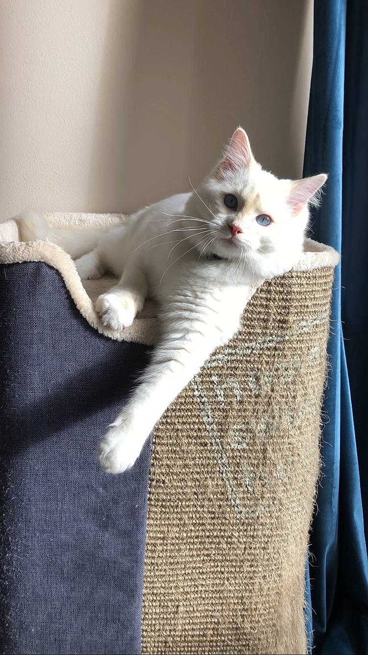 Saperlipopet a rejoint le concours — aidez-le/la à gagner de superbes lots ! carnivore, cat, cat_supply, chair, claw, comfort, domestic_short_haired_cat, fawn, felidae, fur, leg, pattern, paw, sitting, small_to_medium_sized_cats, snout, tail, whiskers, wood, woven_fabric