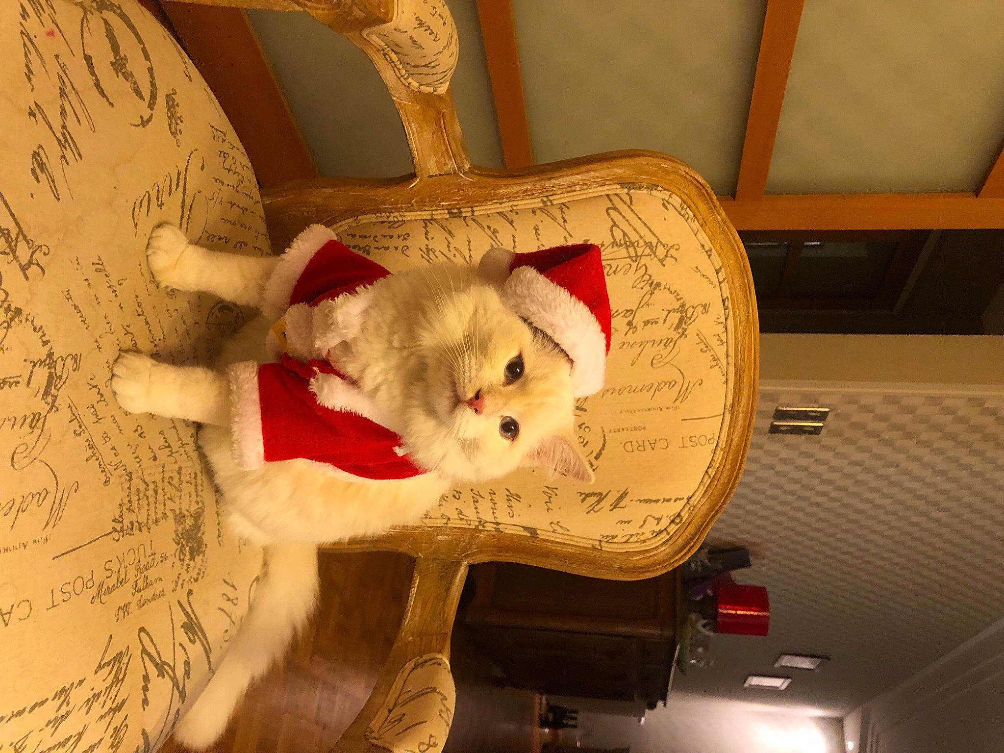 Saperlipopet a rejoint le concours — aidez-le/la à gagner de superbes lots ! carmine, carnivore, cat, comfort, domestic_short_haired_cat, fawn, felidae, fur, home_accessories, linens, pattern, paw, room, small_to_medium_sized_cats, snout, tail, tints_and_shades, whiskers, wood