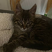 Apollon a rejoint le concours — aidez-le/la à gagner de superbes lots ! animal, blanket, cat, cozy, curious, cute, domestic, ears, feline, fluffy, fur, home, indoor, kitten, pet, resting, soft, tabby, whiskers, young