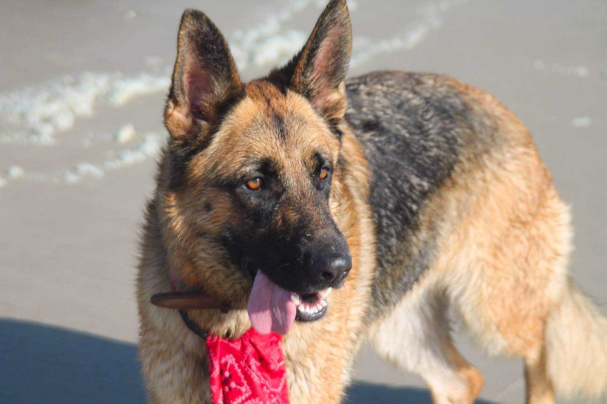 Jenny a rejoint le concours — aidez-le/la à gagner de superbes lots ! belgian_shepherd_malinois, bohemian_shepherd, canidae, carnivore, dog, dog_breed, east_european_shepherd, fawn, german_shepherd_dog, king_shepherd, kunming_wolfdog, laekenois, mammal, norwegian_elkhound, old_german_shepherd_dog, rare_breed_dog, shiloh_shepherd_dog, snout, vertebrate