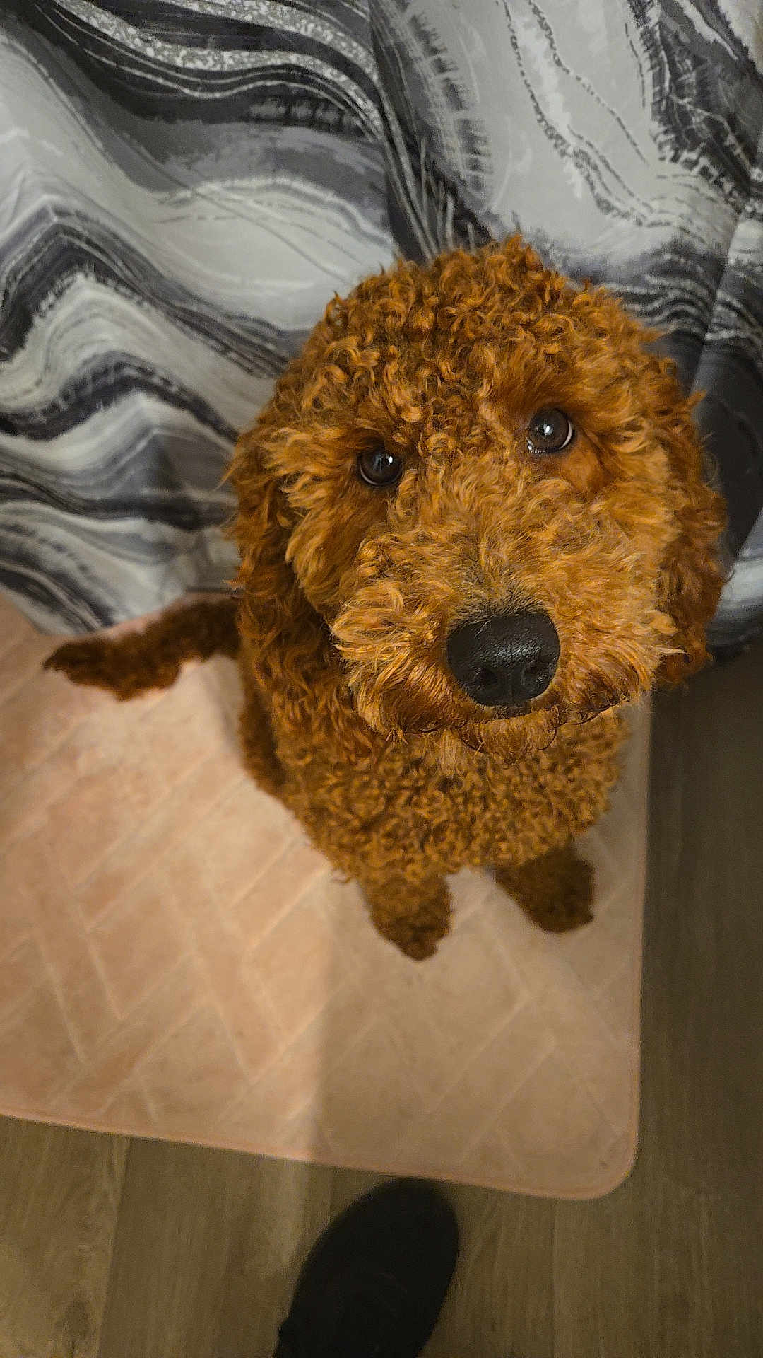 Baxter is registered to the contest to win money with this photo: dog, brown_dog, curly_fur, pet, indoor, mat, floor, curtain, black_nose, looking_up, cute, animal, companion, furry, domestic_animal, canine, waiting, portrait, soft_light, shoe