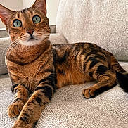 Leo is registered to the contest to win money with this photo: cat, bengal_cat, pet, animal, feline, sitting, couch, indoor, fur_pattern, whiskers, alert, green_eyes, close_up, domestic_cat, relaxed, resting, home, texture, mammal, cute