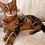 cat, bengal_cat, pet, animal, feline, sitting, couch, indoor, fur_pattern, whiskers, alert, green_eyes, close_up, domestic_cat, relaxed, resting, home, texture, mammal, cute