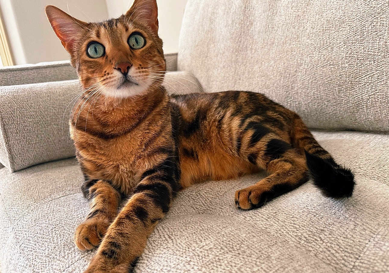 Leo