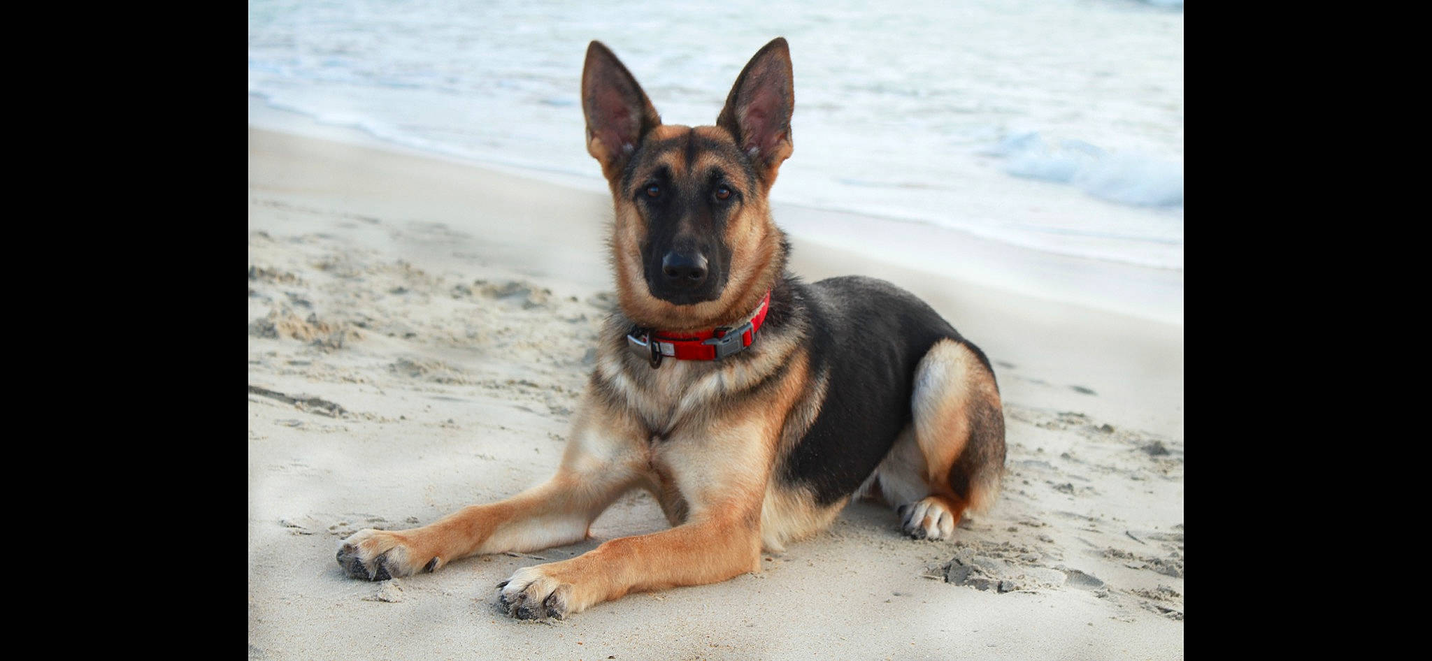 Ruby joined the competition — help win amazing prizes! ancient_dog_breeds, canidae, carnivore, dog, dog_breed, east_european_shepherd, fawn, foot, german_shepherd_dog, herding_dog, king_shepherd, old_german_shepherd_dog, snout, sporting_group, working_dog