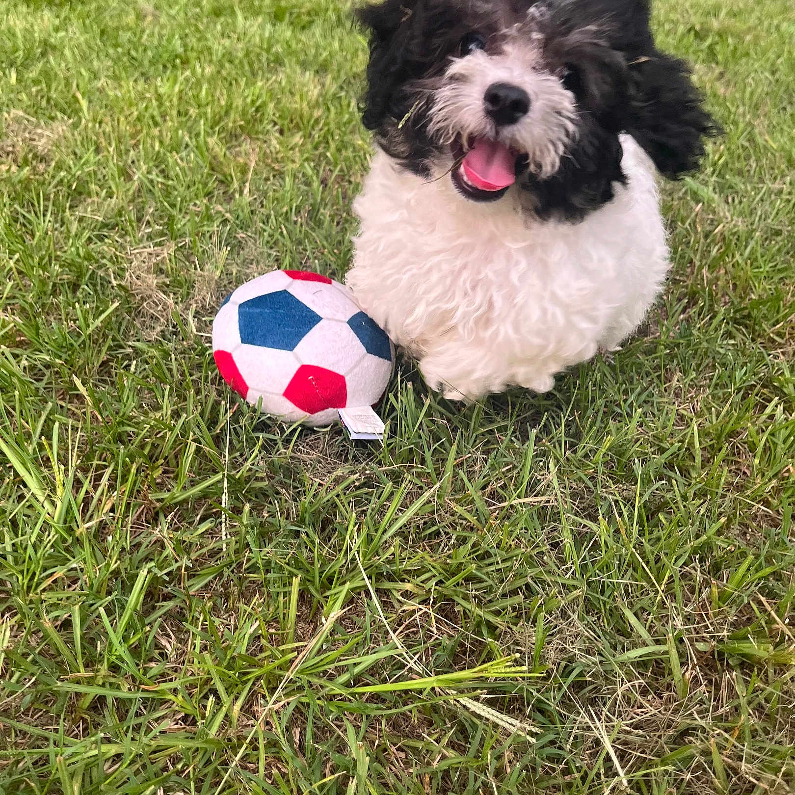 Toby is registered to the contest to win money with this photo: animal, black_and_white, cute, dog, fun, fur, grass, happy, nature, outdoor, pet, playful, puppy, small_dog, smiling, soccer_ball, summer, tongue_out, toy, young