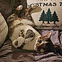 cat, tabby_cat, pet, indoor, blanket, pillow, christmas, holiday, cozy, relaxed, cute, fur, whiskers, animal, mammal, domestic, sleeping_spot, resting, soft, comfortable