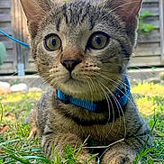 Yoda participe au concours pour gagner de l'argent avec cette photo : cat, kitten, tabby, blue_collar, grass, outdoor, fence, whiskers, curious, closeup, pet, animal, young, nature, greenery, daylight, ears, face, fur, paws