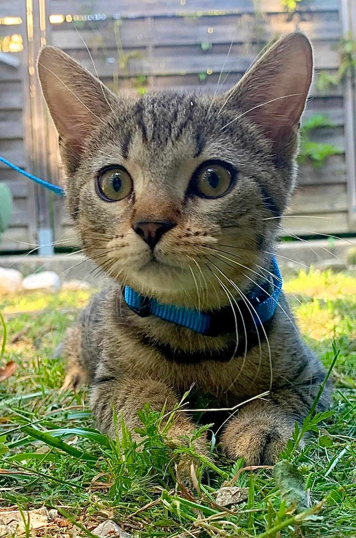 Yoda