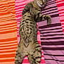 Yoda participe au concours pour gagner de l'argent avec cette photo : cat, tabby, sleeping, lying_down, striped_bedspread, pet, feline, animal, relaxed, cute, domestic_cat, fur, whiskers, paws, striped_pattern, indoor, resting, cozy, bedroom, nap