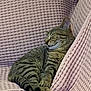 Yoda participe au concours pour gagner de l'argent avec cette photo : cat, tabby, sleeping, cozy, blanket, pink, texture, feline, pet, resting, cute, animal, fur, whiskers, relaxed, indoor, comfort, cushion, nap, peaceful