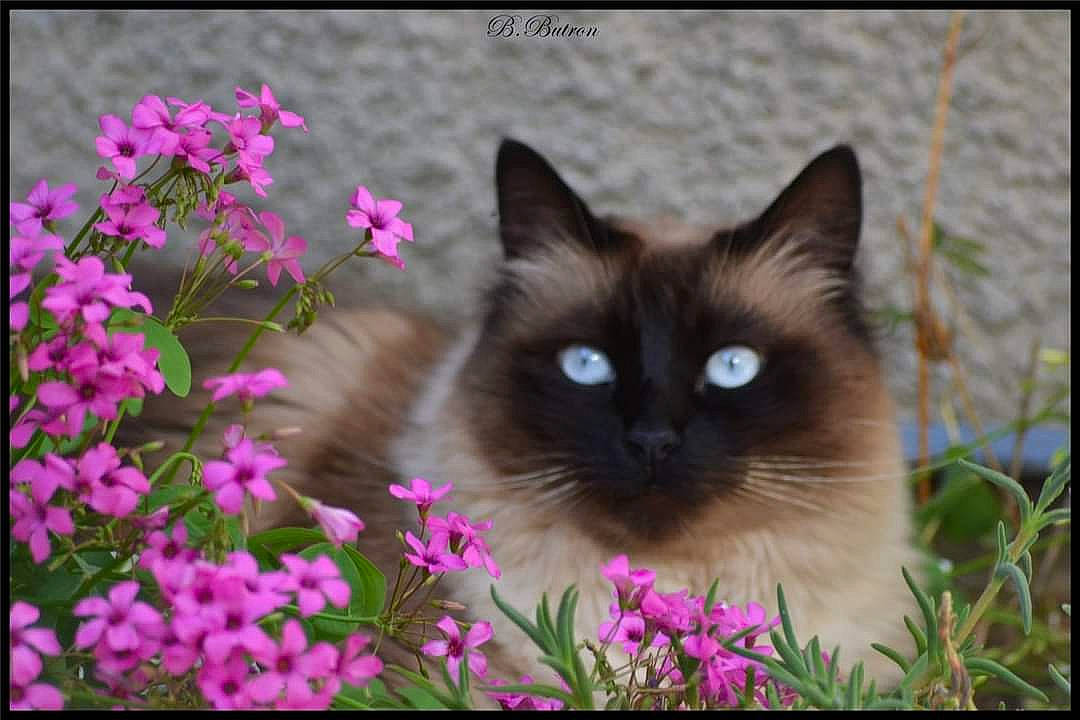 Lena a rejoint le concours — aidez-le/la à gagner de superbes lots ! annual_plant, birman, carnivore, cat, eye, fawn, felidae, flower, fur, grass, groundcover, iris, magenta, petal, plant, siamese, small_to_medium_sized_cats, snout, whiskers, wildlife