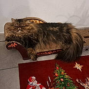 Tyson a rejoint le concours — aidez-le/la à gagner de superbes lots ! carpet, cat, christmas_tree, cozy, cute, decorations, feline, fluffy, fur, furniture, holiday_decor, home, indoor, miniature_chaise_lounge, pet, reindeer, relaxed, resting, santa_claus, tail